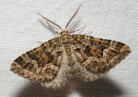 Xanthorhoe xanthospila