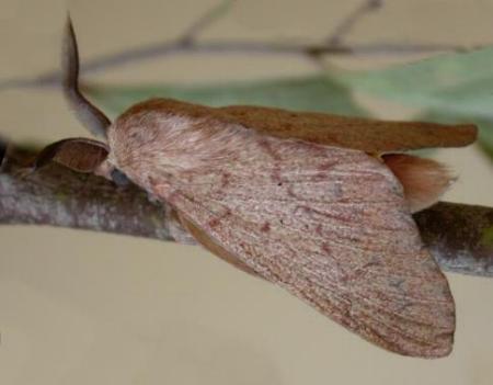 Entometa apicalis