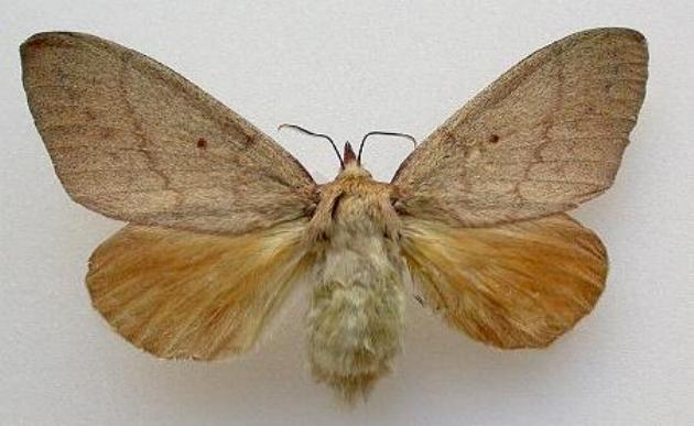 Entometa apicalis