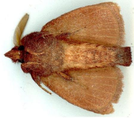 Pararguda australasiae