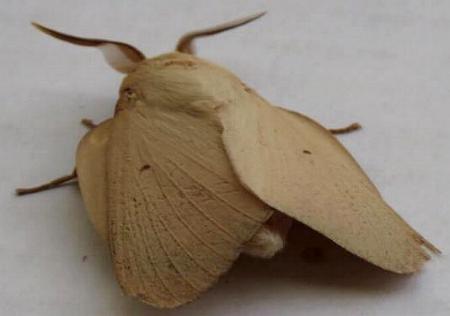 Entometa chlorosacca