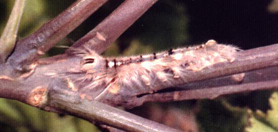 Porela cinerea