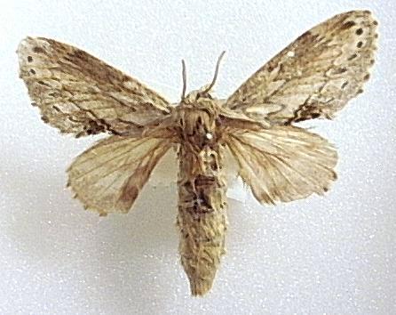 Porela cinerea