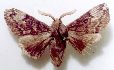 Porela galactodes