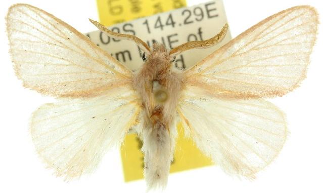Anastrolos holopolia
