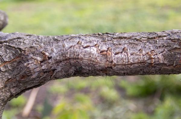 Opsirhina lechriodes