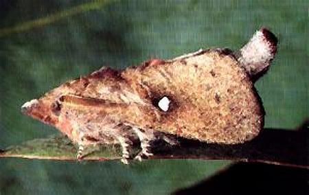 Opsirhina lechriodes