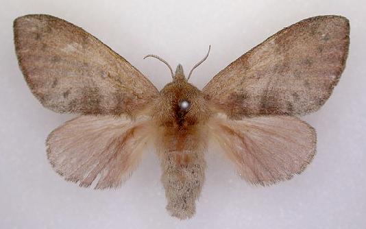 Opsirhina lechriodes