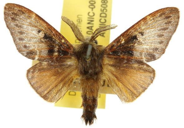 Genduara macqueeni