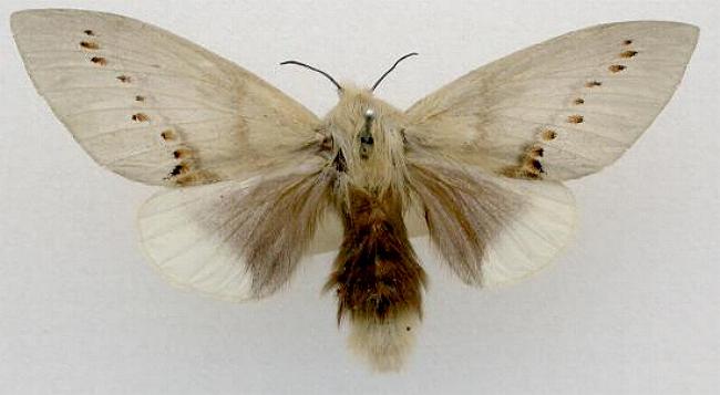 Pinara metaphaea