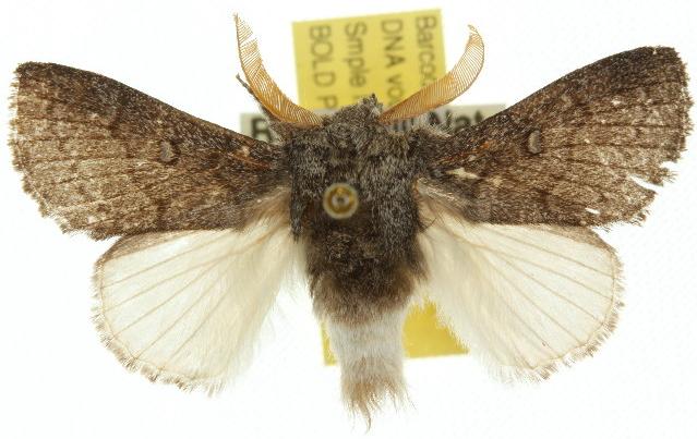 Porela notabilis