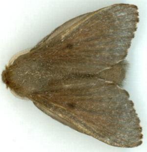Symphyta nyctopis