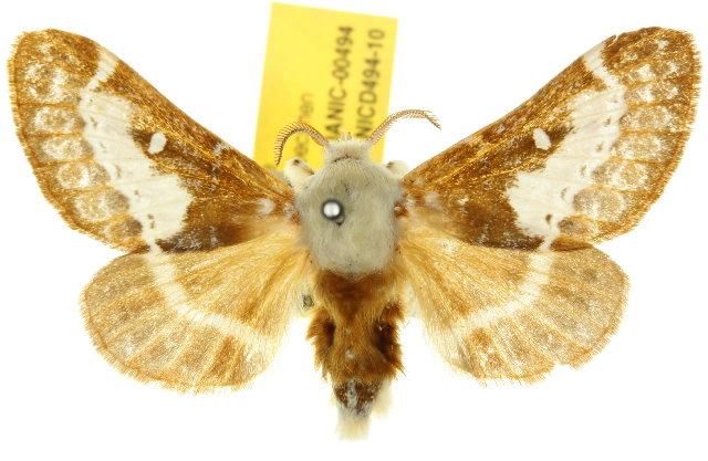 Genduara rhoda