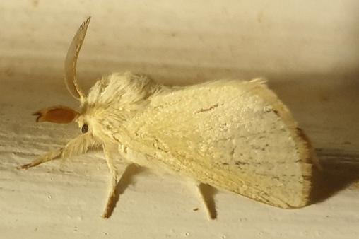 Anastrolos zoristis