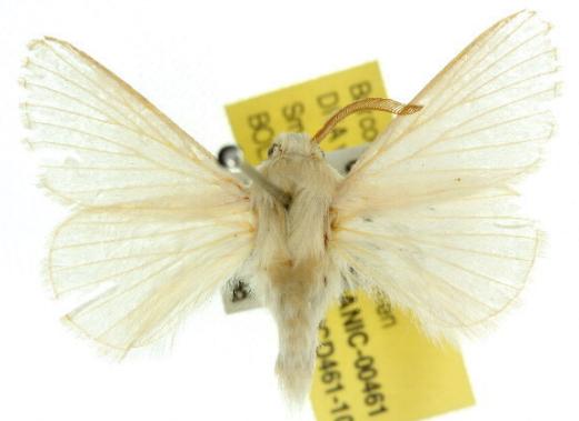Anastrolos zoristis