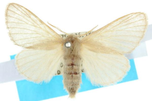 Anastrolos zoristis