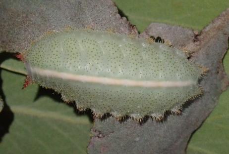 Mecytha dnophera