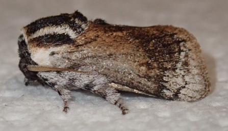 Mecytha dnophera