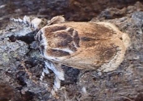 Mecytha dnophera