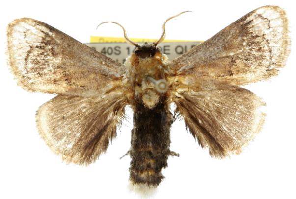 Mecytha dnophera