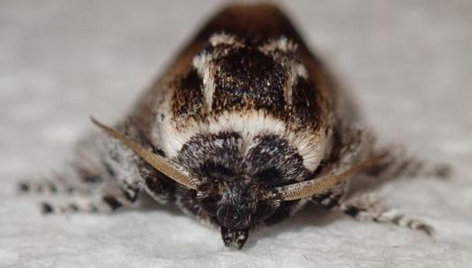 Mecytha dnophera