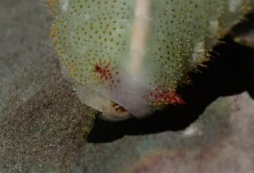 Mecytha dnophera