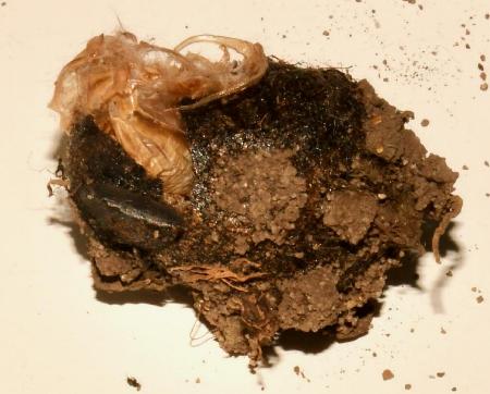 Mecytha fasciata