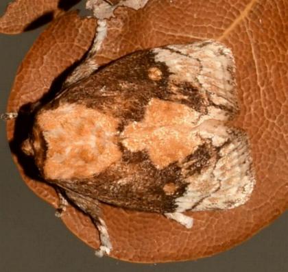 Mecytha fasciata