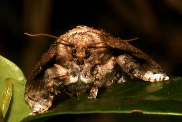 Mecytha fasciata