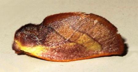 Comana idiomorpha