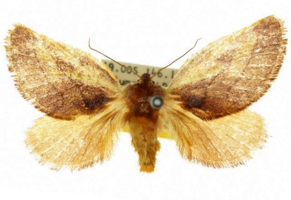 Comana idiomorpha