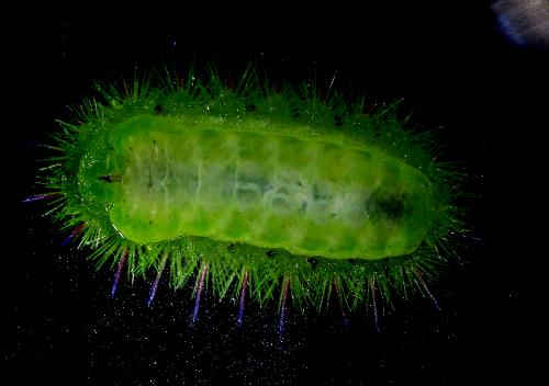 Praesusica placerodes