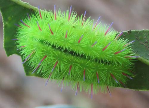 Praesusica placerodes