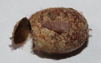 Praesusica placerodes