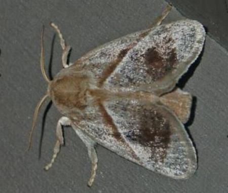 Praesusica placerodes