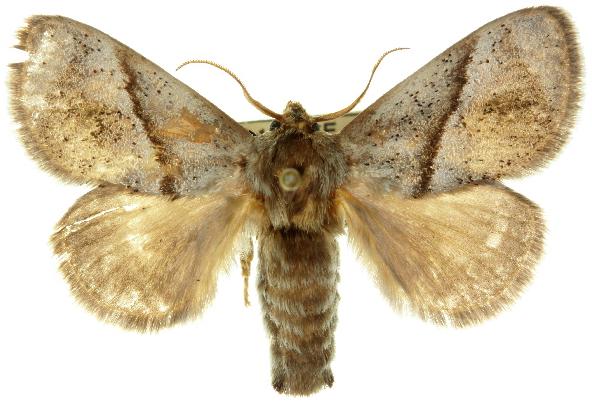 Praesusica placerodes