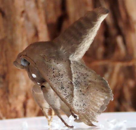 Praesusica placerodes