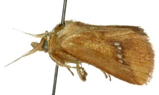 Hedraea quadridens