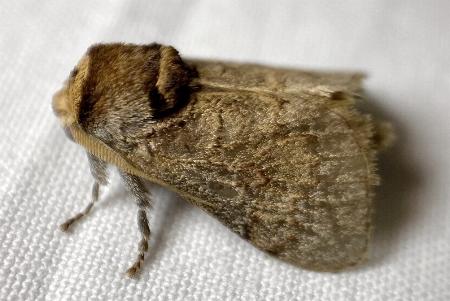 Ecnomoctena sciobaphes