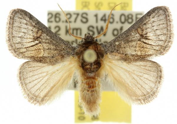 Ecnomoctena sciobaphes
