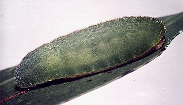 Eloasa symphonistis