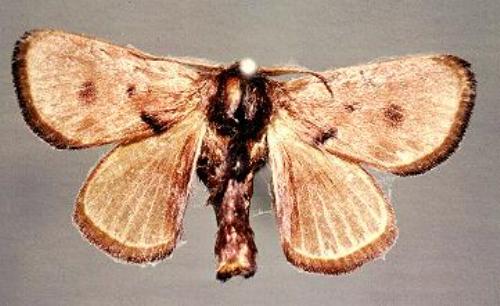 Eloasa symphonistis