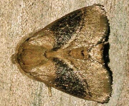 Thosea threnopis