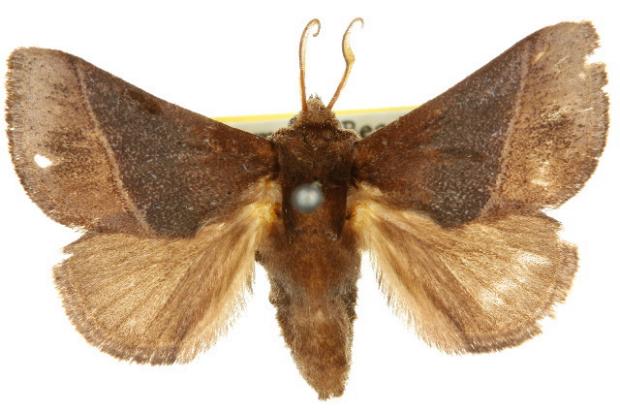 Thosea threnopis