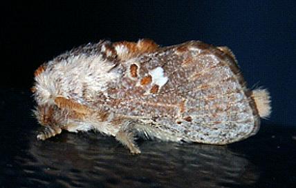 Pseudanapaea transvestita