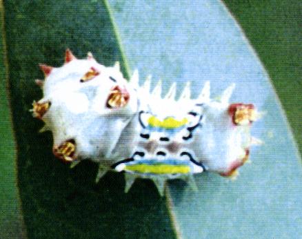 Doratifera vulnerans