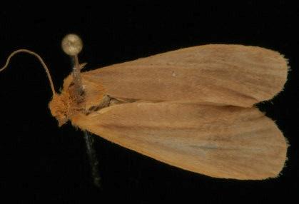 Teratopora acosma