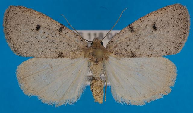 Termessa amorpha