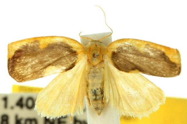 Trischalis aureoplagiata