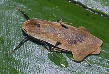 Teulisna bipunctata